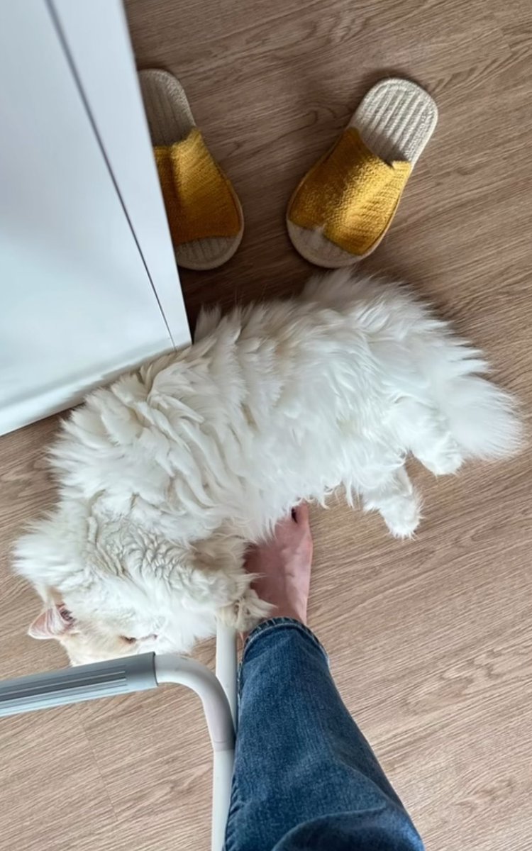 mootyBB's tweet photo. น้องคิงอยู่ไหนลูกกกกก https://t.co/RJyymfgxC5
