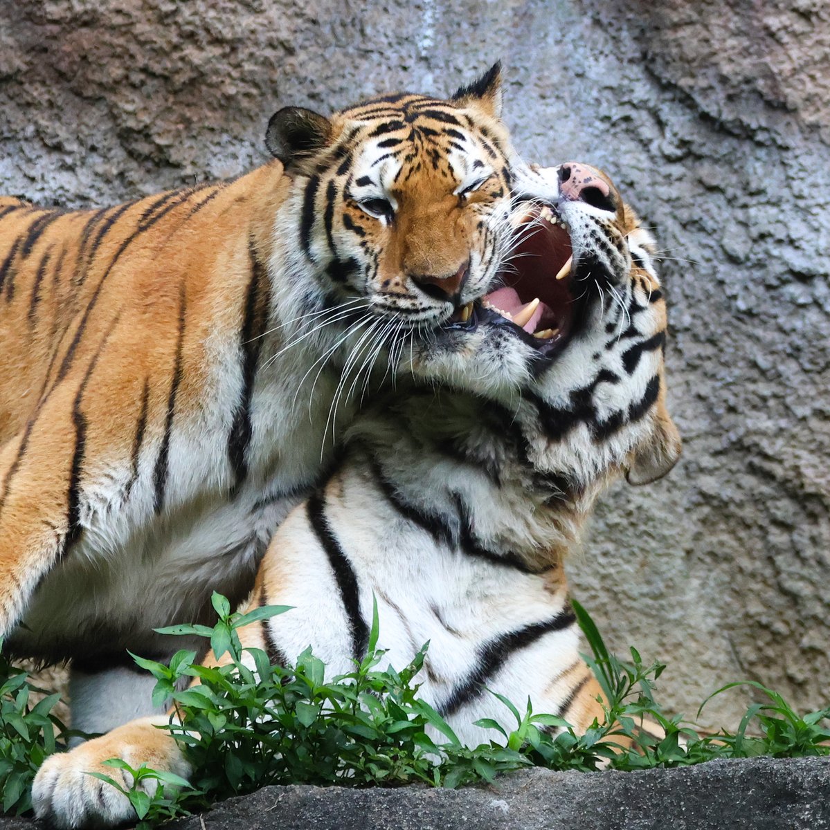 yoko6121's tweet photo. アムールトラ夫婦　2026.7.5

今日の二人💕

#浜松市動物園
#アムールトラ
#ソーン
#旭山動物園生まれ
#ローラ https://t.co/Hv6qTuTXnl