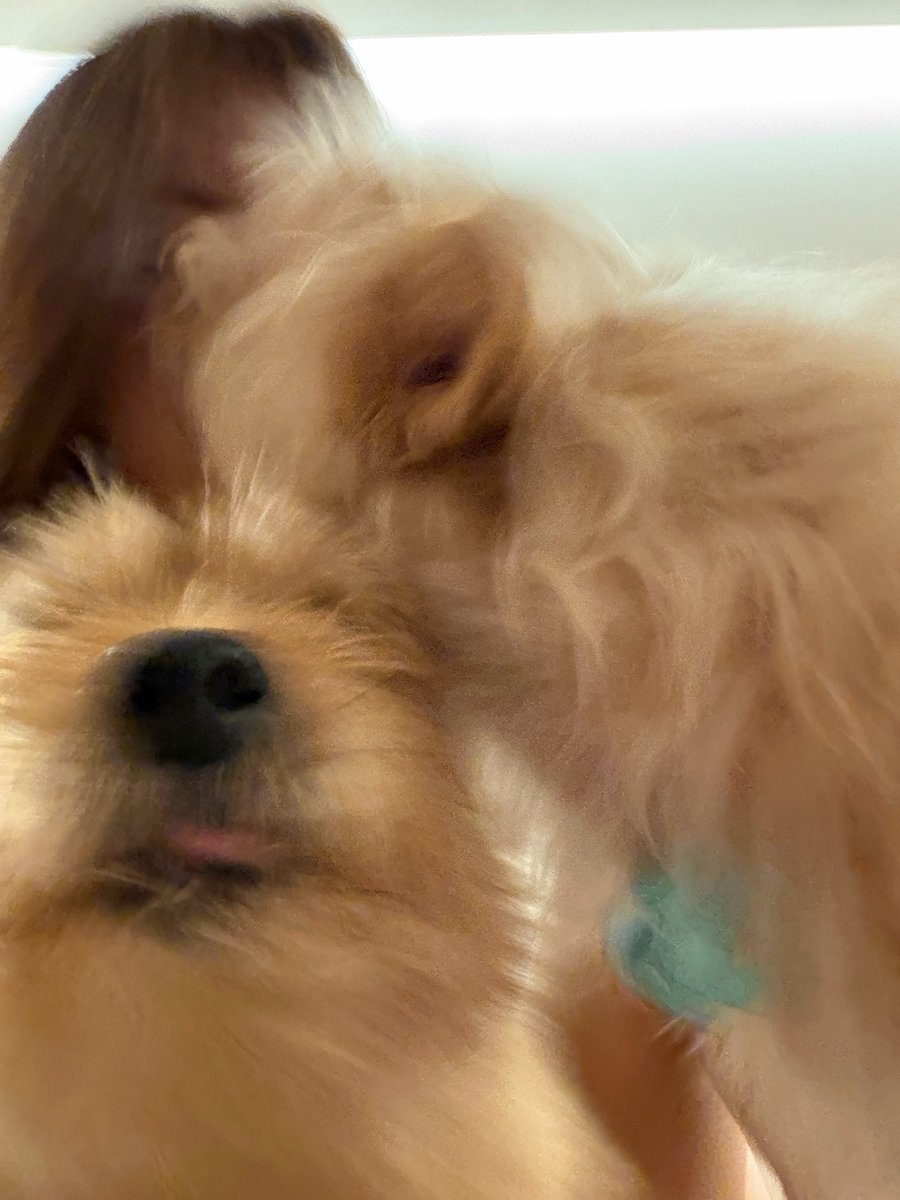 godmitzu's tweet photo. MOMO STRUGGLING TO TAKE A SELCA WITH BOO AND DOBBY 😭 https://t.co/ux6CGsxC1W