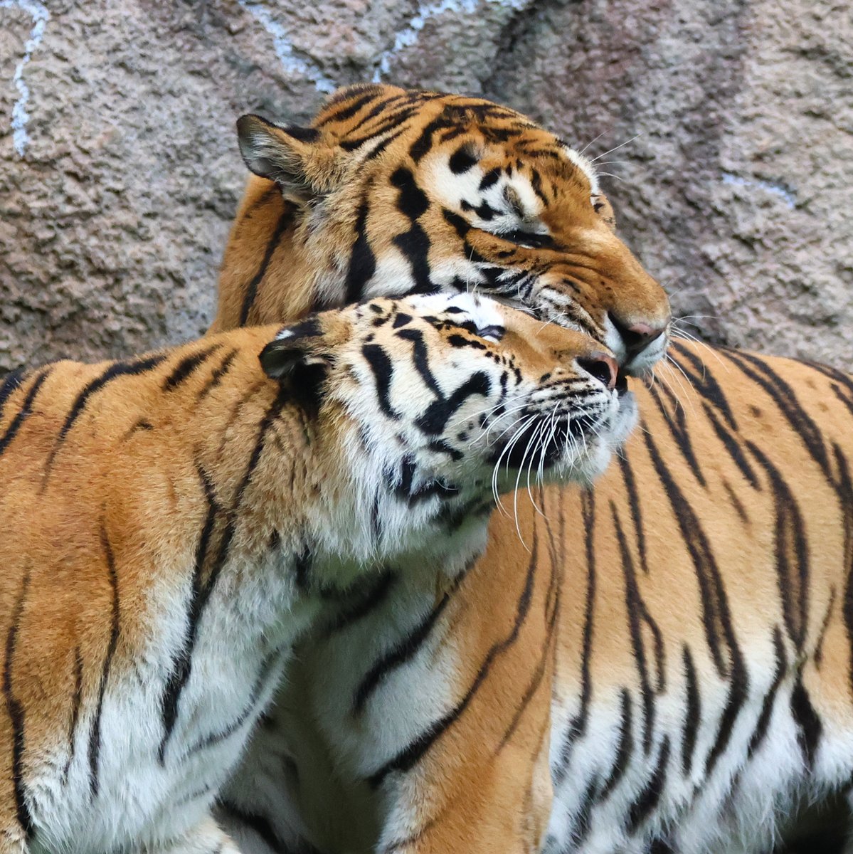 yoko6121's tweet photo. アムールトラ夫婦　2026.7.5

今日の二人💕

#浜松市動物園
#アムールトラ
#ソーン
#旭山動物園生まれ
#ローラ https://t.co/Hv6qTuTXnl