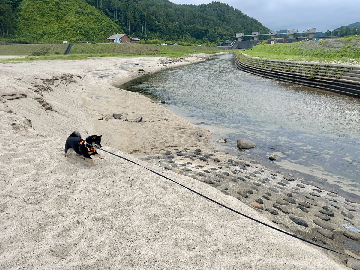 ZanManiaMono's tweet photo. キラウミ海水浴場 🐕🪸🫧

#トキちゃんのお散歩 #普代浜園地キラウミ
#岩手県下閉伊郡普代村 #岩手 https://t.co/p8f0ybyhJQ