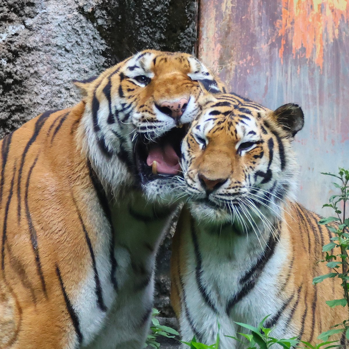 yoko6121's tweet photo. アムールトラ夫婦　2026.7.5

今日の二人💕

#浜松市動物園
#アムールトラ
#ソーン
#旭山動物園生まれ
#ローラ https://t.co/Hv6qTuTXnl