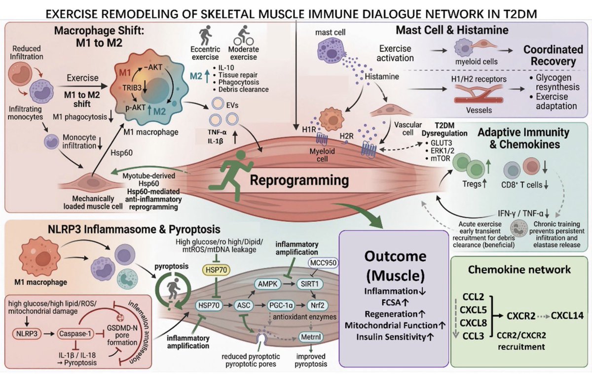 ChristophBurch's tweet photo. Exercise remodels the skeletal muscle immune microenvironment to ameliorate type 2 diabetes mellitus-induced muscle atrophy: From immunometabolism to organ crosstalk
https://t.co/sFCDPT3VlQ https://t.co/TYE2lYj1op