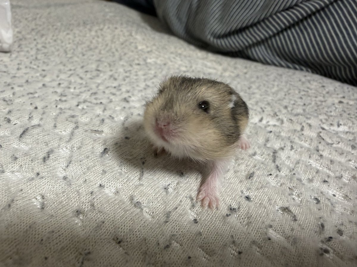 dq_yuuru's tweet photo. ちょー可愛い
白✖️白🐹から産まれた色違い https://t.co/C9vA09lYr7