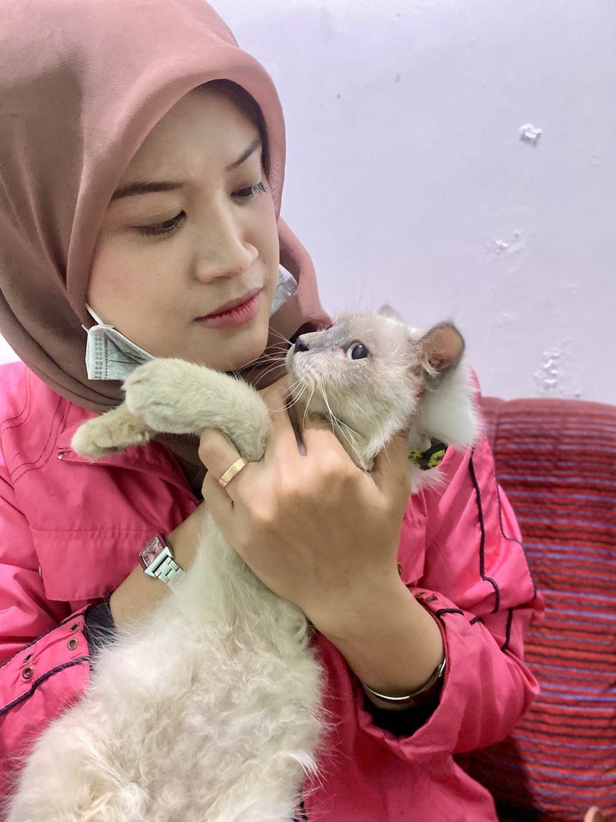 capriquietude's tweet photo. meet the cat, Jack!😼 https://t.co/WRcLCt8JES