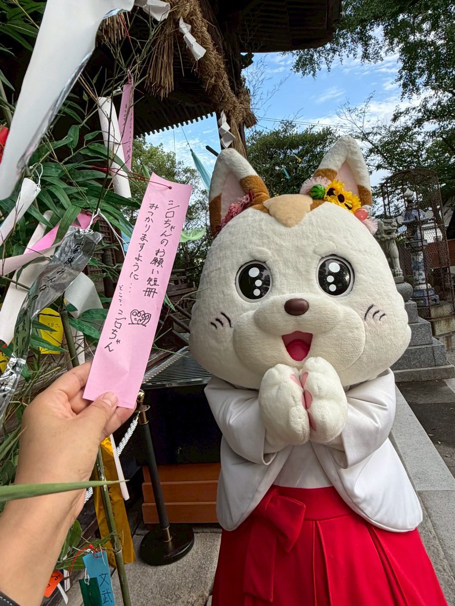 ShiroChan_fuku's tweet photo. 🎋七夕祈願祭🎋

7月4日(土)、七夕祈願祭を執り行ったよ✨
雨予報でスカイランタンは延期になったけど、お空もなんとか持ちこたえて、シロちゃんたちも祈願祭に参列できました♪♪

シロちゃんもブラックシロちゃんも、みんなとわちゃわちゃ楽しく動き回るのが大好き💕
だけど、神事の場面ではガチ勢だよ♪♪
巫女と神職だもの⭐️

遊びに来てくれたみんなも一緒に神事に参加してくれたから、みんなのお願い事もきっと叶うよね✨

ちなみにシロちゃんが書いた短冊が行方不明になってたから、短冊が見つかりますようにって新たに願ったよ！

その後すぐ見つかったよ💕お願いとりあえず一個叶っちゃった(笑)

#夜詣
#七夕祈願祭
#限定ステッカー定数完売御礼💕
#夜詣限定御朱印
#シロちゃん御朱印