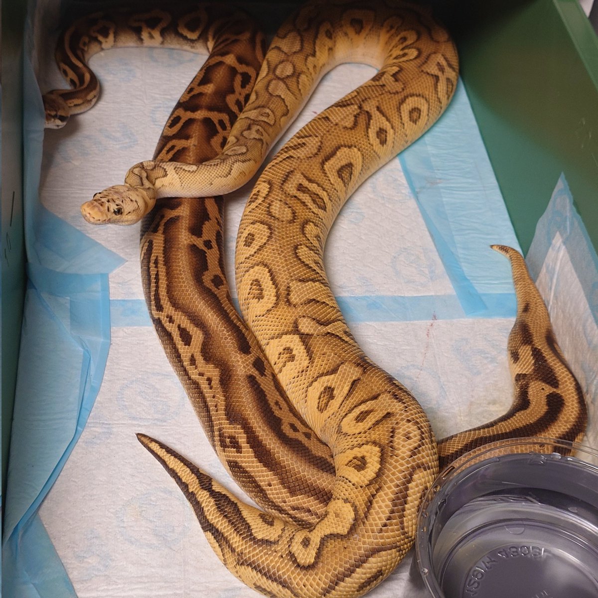 こんばんわ～🌛 ボールパイソンの恋模様😁 3枚目は初めて同士ですが