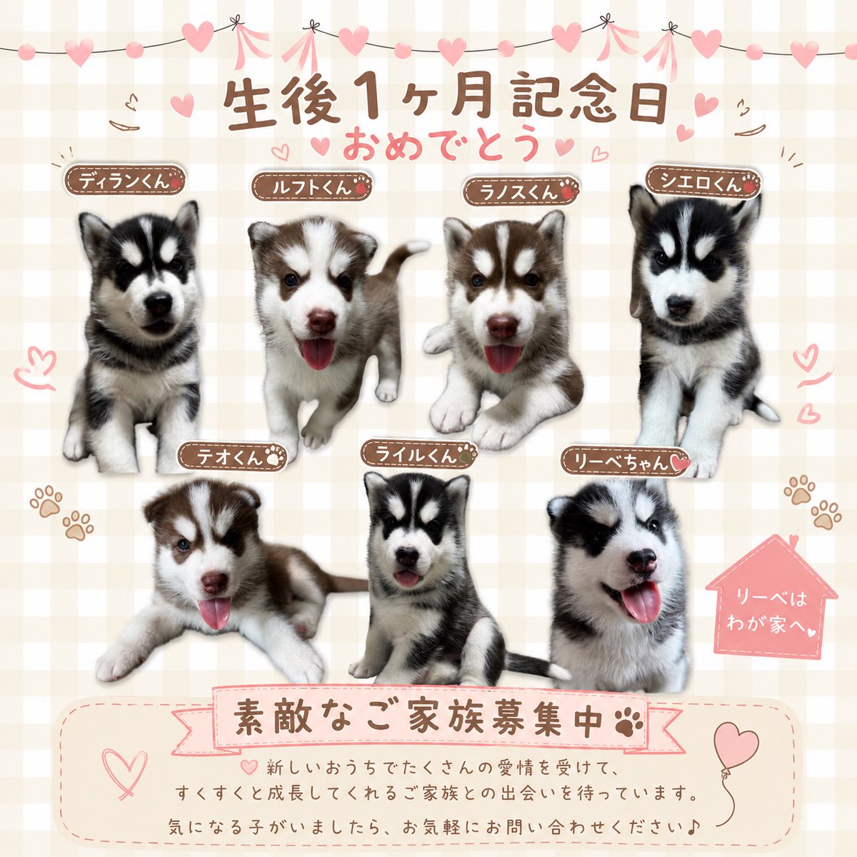 SiberianTottori's tweet photo. 澄んだ瞳と凛々しい表情が魅力のシベリアンハスキー。
人懐っこく活発で、家族との時間を大切にする賢い犬種です。
新しいご家族との素敵な出会いをお待ちしています。
もうすぐ離乳します！
#シベリアンハスキー
#子犬
#多頭飼い
#リアンブランシュ 
#飼い主様募集中 https://t.co/GZ7AIS6zsc