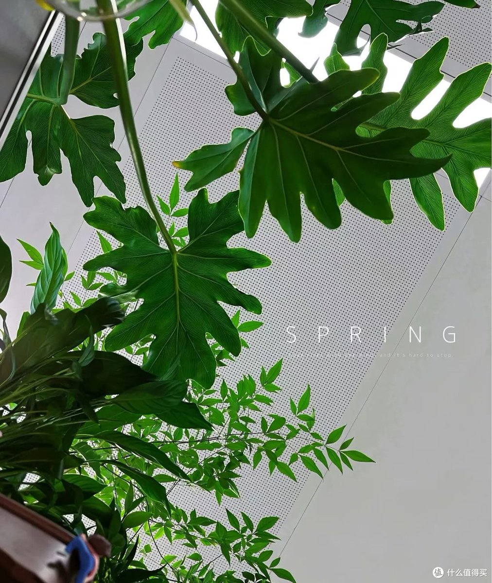 ASchnibben's tweet photo. [My desk plant just outperformed me at last week's deadline crunch—survived 3 days of neglect and still blooming. Guess I need to take leaf-plant productivity notes!]， https://t.co/XUE2SodAUw
