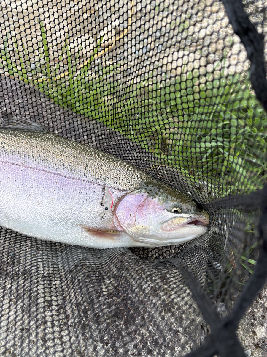 zc72s_da's tweet photo. 今日の五頭🎣
朝放流でアイアントラウト3本取れてペレットタイム後にパペットサーフェスに出てきて大興奮でもう1本取れて計4本！課金して美味しそうな2本お持ち帰りしました😊めちゃくちゃパワフルで楽しいファイトが楽しめました〜！ https://t.co/ts20D4q5KQ