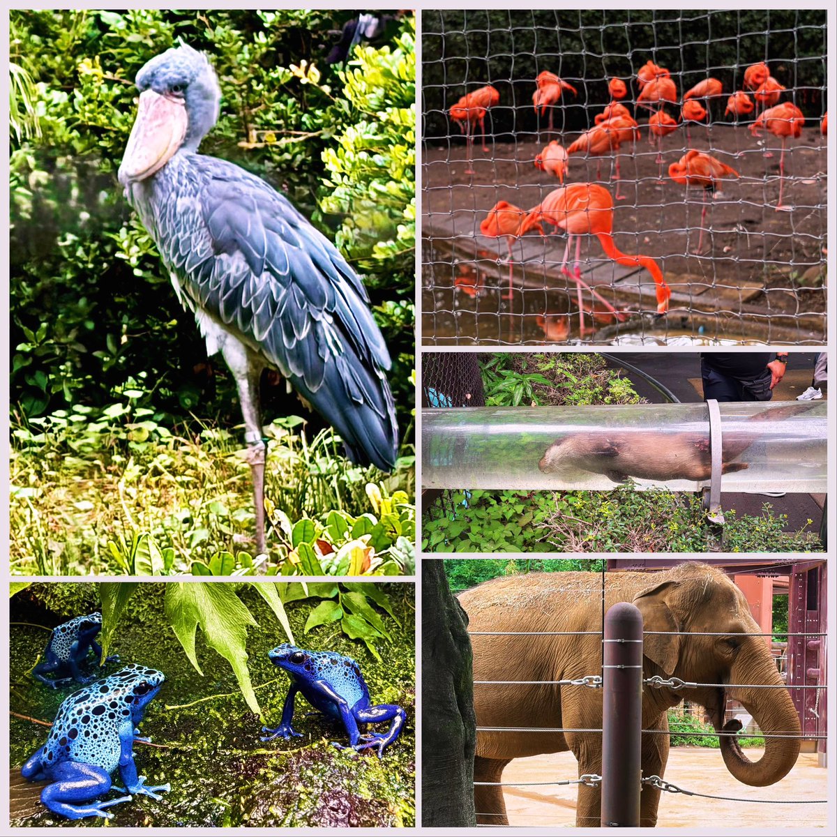 e7_7e's tweet photo. 久々に、上野動物園！　推しはハシビロコウ。最近クローズアップされてて嬉しい。ハシビロコウグッズもかなり増えてて嬉しい✨　写真も上手く撮れて嬉しい📷　象と蛙も推しなのでこちらのグッズも増殖中🐘🐸

#上野動物園 #ハシビロコウ https://t.co/bYvpg6wskP