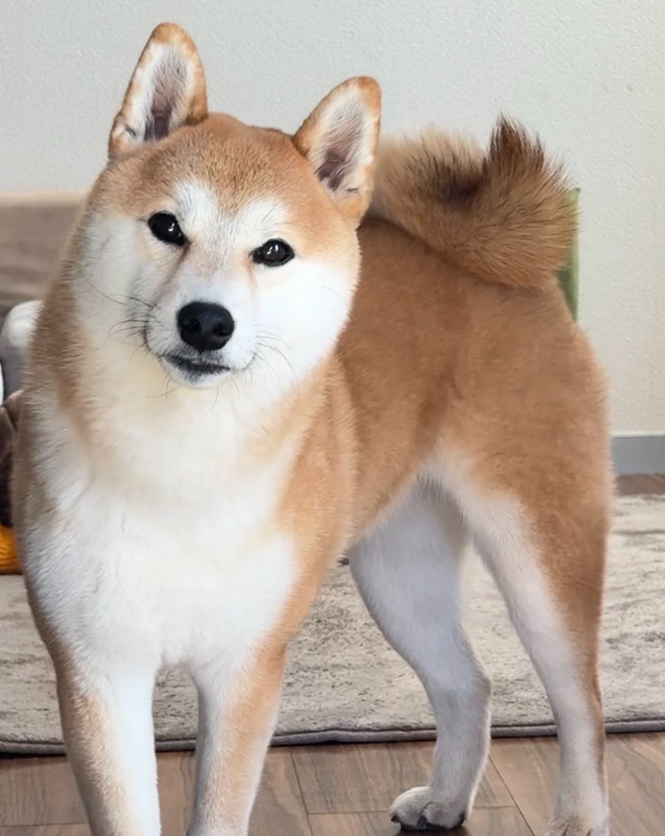 ☆受付中！☆柴犬 ▽ ◯