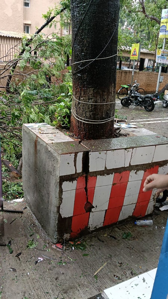 WiseCowboy's tweet photo. @mybmc Request BMC to urgently look at this tree on Hatiskar Marg, Prabhadevi. 400025. It looks ready to fall. https://t.co/DLiLko7PNz
