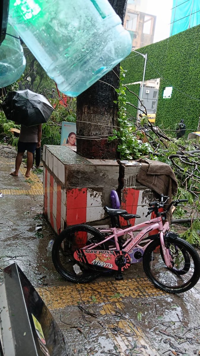 WiseCowboy's tweet photo. @mybmc Request BMC to urgently look at this tree on Hatiskar Marg, Prabhadevi. 400025. It looks ready to fall. https://t.co/DLiLko7PNz