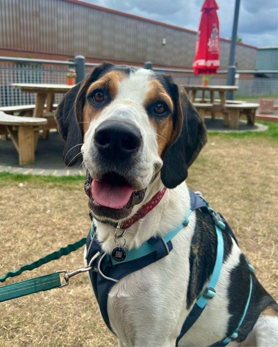 DogsTrust's tweet photo. After 1000 days of waiting, Jethro now enjoys all the home comforts he deserves after being adopted from @DT_Leeds 💛

“Adopting Jethro has been quite the journey! He’s a wonderful dog to have and he’s loved by everyone in our family... https://t.co/pdcdMsqvoB