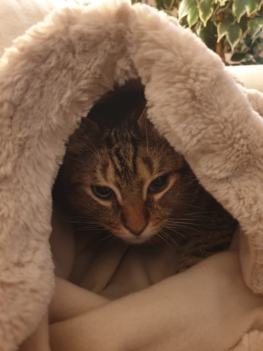 ThesilentBeat's tweet photo. Der kleine (große / dicke) Seelenkater https://t.co/Z01fTqd23E