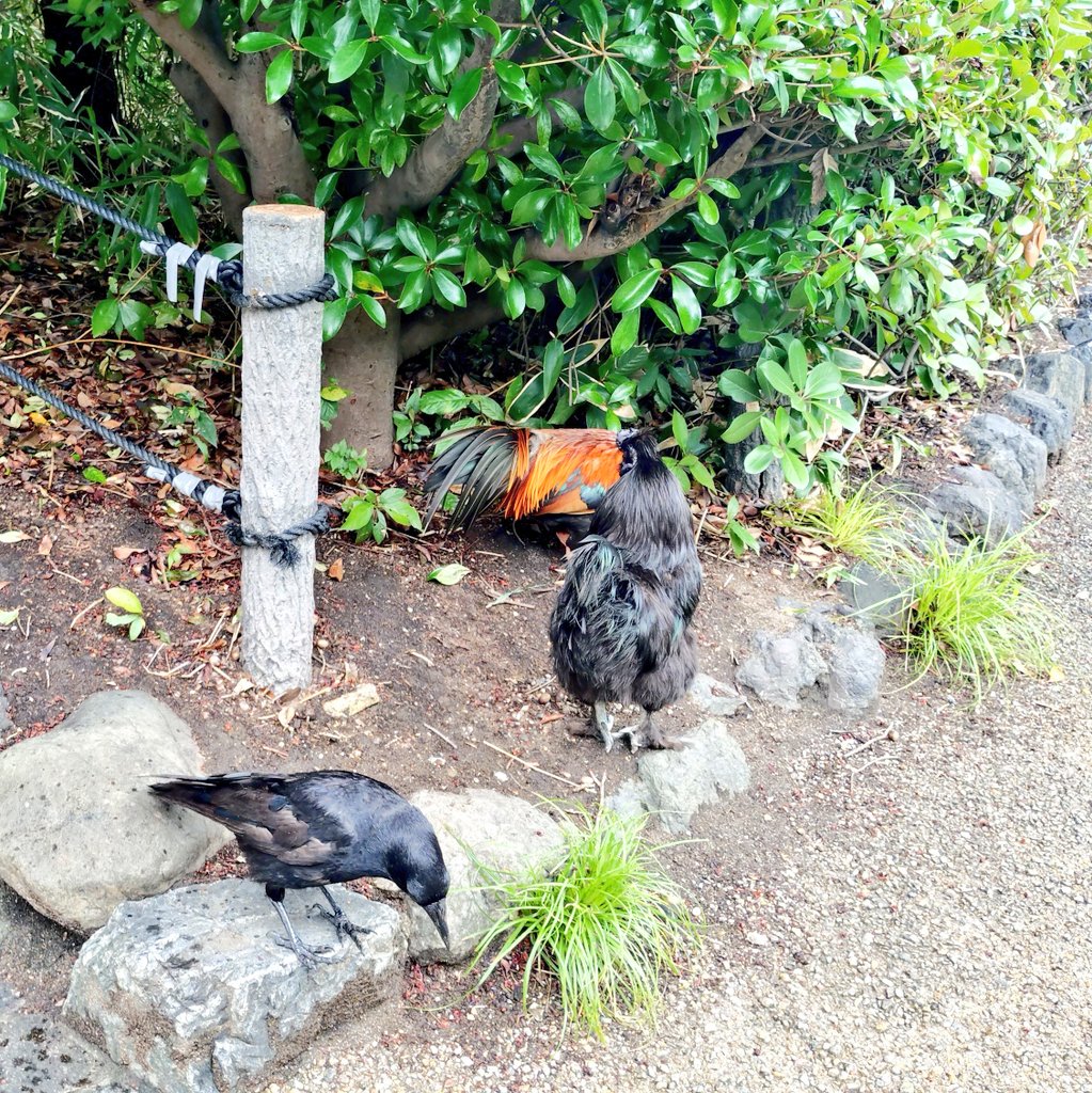 okoge0141's tweet photo. 軽く熱田神宮のお散歩。雨だったので軽く参拝するくらいかな〜と思ってたは、日本刀を打つところが見れてラッキーだった。とても綺麗な音だった。
そして前も居た鶏も……ん？君は…？ https://t.co/bRA9JdVdm4
