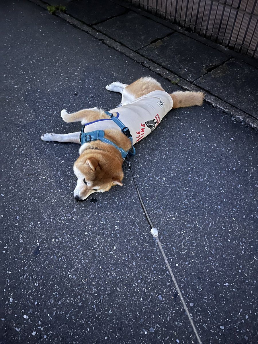 2daime_kanta's tweet photo. 診察時間終わりの先生を出待ちする柴犬

#動物病院前の道路に寝そべる柴犬
#先生の車があるのは確認済みの柴犬
#会うまで意地でも動かない柴犬
#20分主が説得して強制撤去された柴犬
#果報は寝て待つ柴犬の執念 https://t.co/FkEbXz1jff