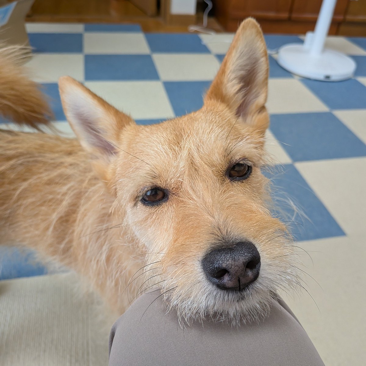 犬ちゃん (@dogchan1010) / Posts / X