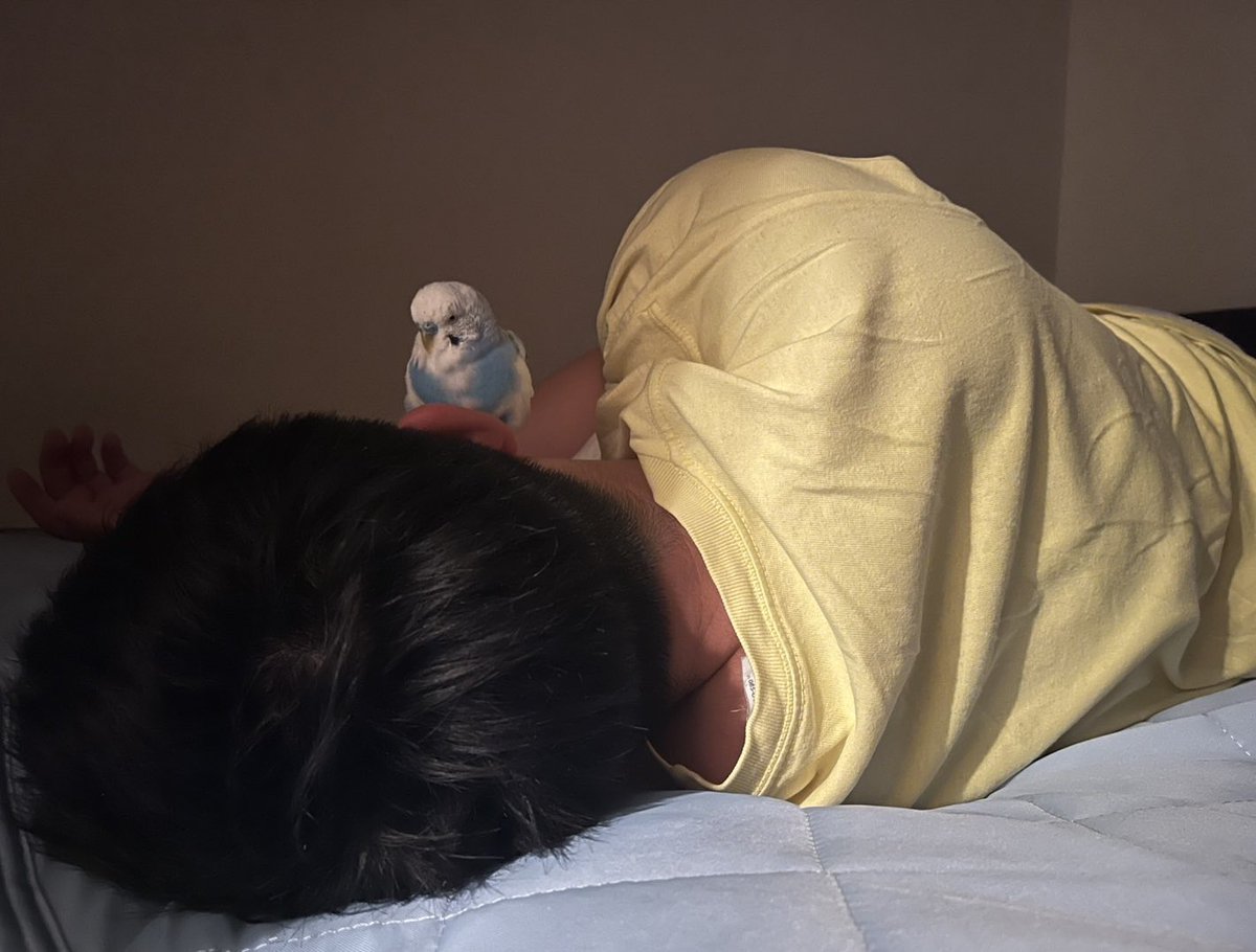 takahide_akimo's tweet photo. 顔上寝鳥🦜💤
#セキセイインコ https://t.co/ua1ZtjN3nz