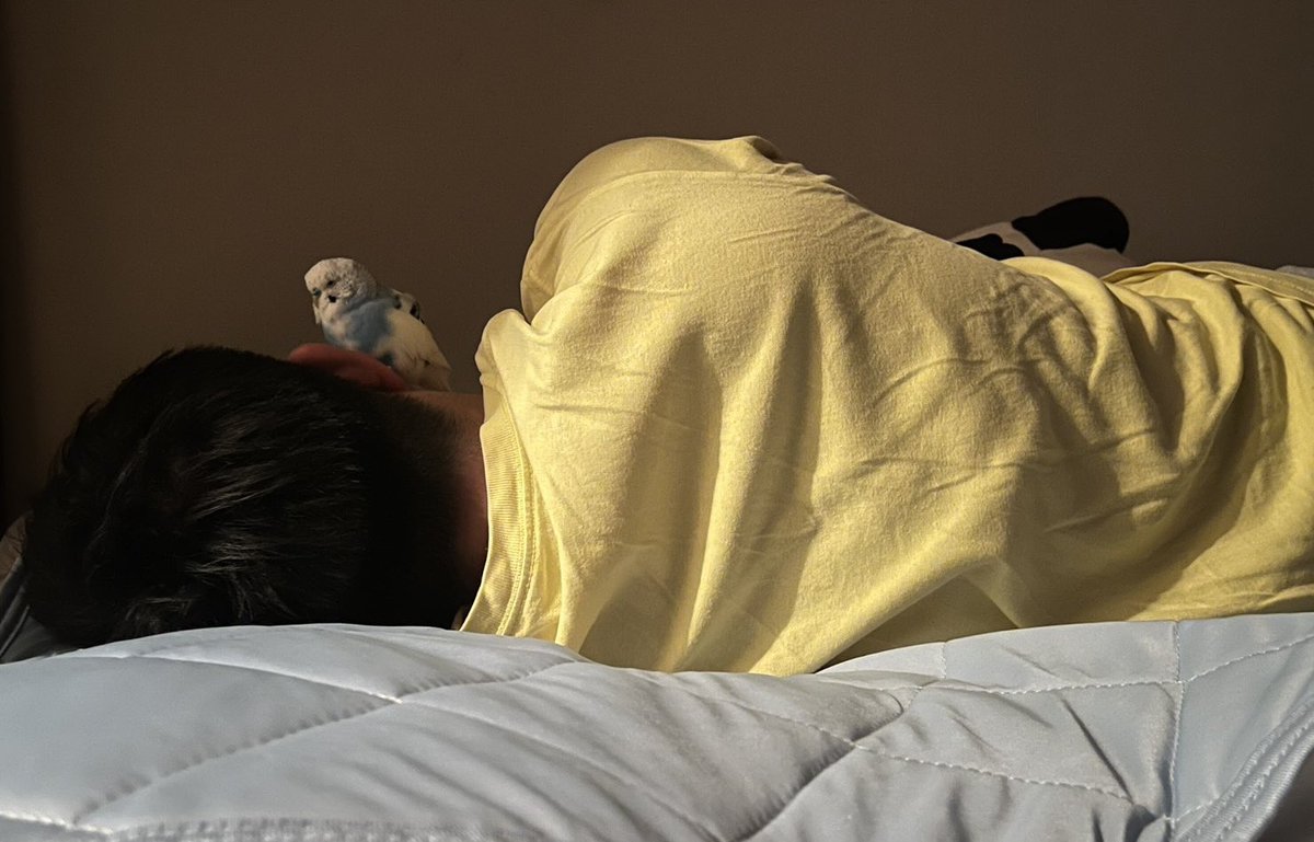 takahide_akimo's tweet photo. 顔上寝鳥🦜💤
#セキセイインコ https://t.co/ua1ZtjN3nz