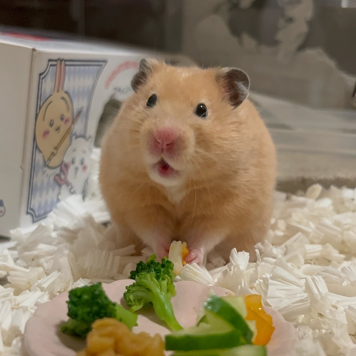 hamham170121's tweet photo. ごはん https://t.co/aJwbHhRDCX