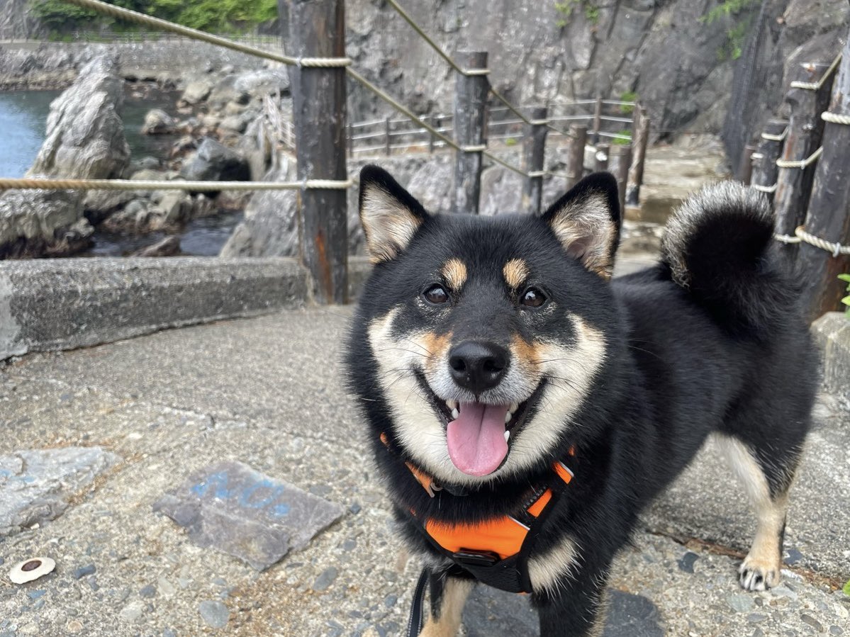 ZanManiaMono's tweet photo. 黒崎漁港→ネダリ浜に続く道🐕🏝️🪨

#トキちゃんのお散歩  
#黒崎漁港 #みちのく潮風トレイル
#岩手県下閉伊郡普代村 #岩手県 https://t.co/l8IKBtRlj8