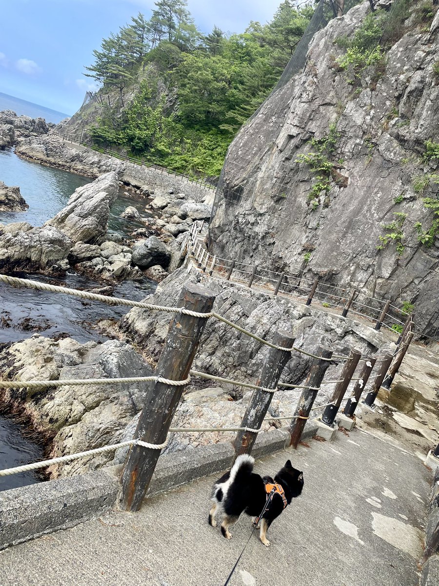 ZanManiaMono's tweet photo. 黒崎漁港→ネダリ浜に続く道🐕🏝️🪨

#トキちゃんのお散歩  
#黒崎漁港 #みちのく潮風トレイル
#岩手県下閉伊郡普代村 #岩手県 https://t.co/l8IKBtRlj8