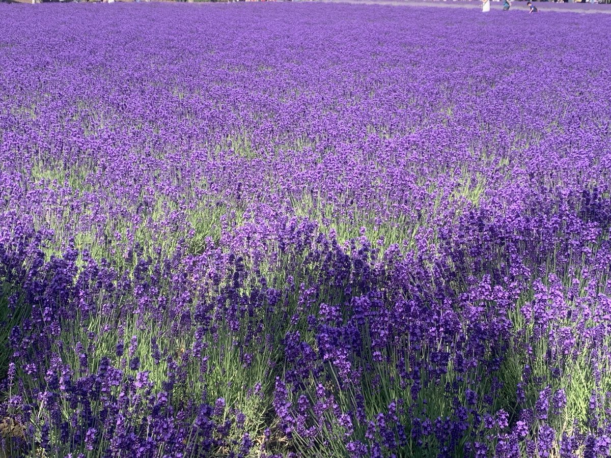 Wappu30's tweet photo. purple world 
#富良野　#富田ファーム https://t.co/jkAGm0VSg6