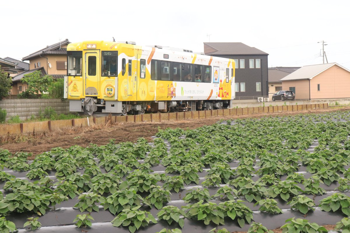 Nemo_380's tweet photo. 2026.07.05
ひたちなか海浜鉄道湊線
キハ100-40 ほしいも列車王国ラッピング (二代目)

キハ11-5のほしいも列車王国ラッピングが終了して数年後、また再び、このラッピングの列車が走っているところを見ることが出来ました！

#ほしいも列車王国 
#ほしいもラッピング列車 
#湊線 https://t.co/8QLz23XIaq