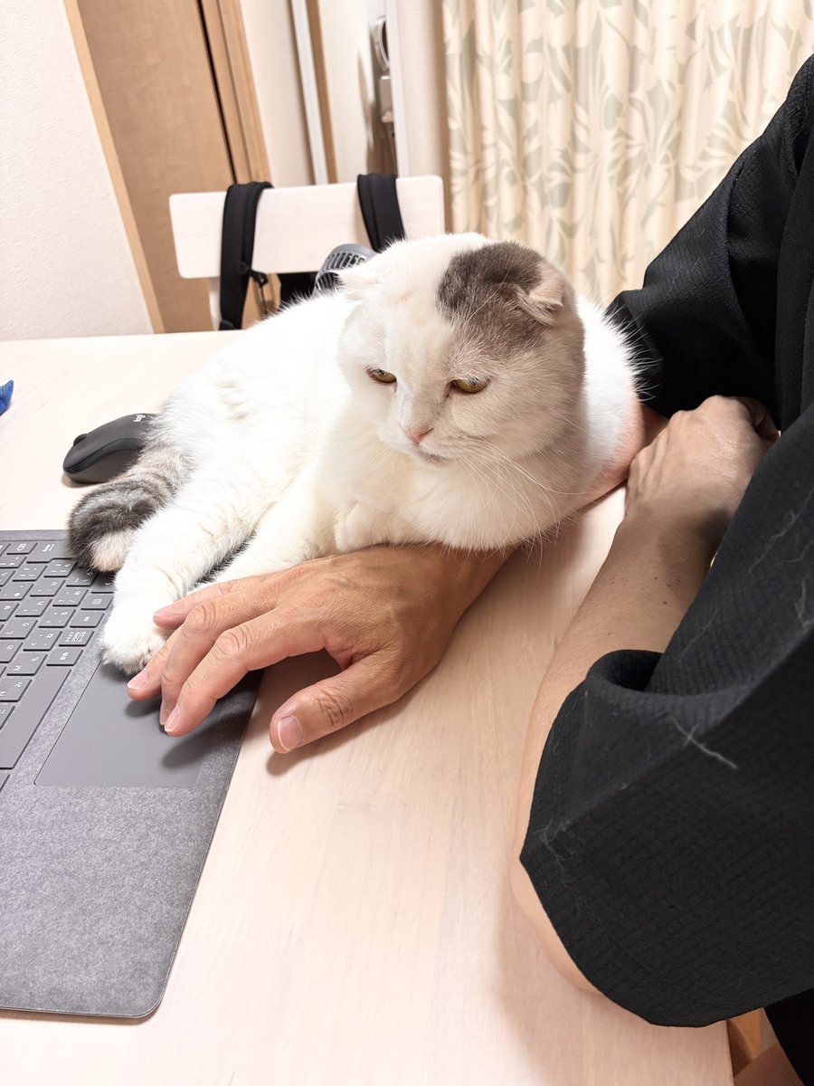 kocchicebu's tweet photo. 本当なら今日から沖縄。3か月前から楽しみにしていたけど、愛猫が体調を崩し中止。私の心も少し沈みました。

この週末はヨガや瞑想をしながら、ゆっくり自分を整えることに集中

改めて思ったのは、自分を内側から整えられる力は、大きな支えになる。

イリーはかなり回復し！大好きなパパにベッタリ https://t.co/pI4mwJAVb8