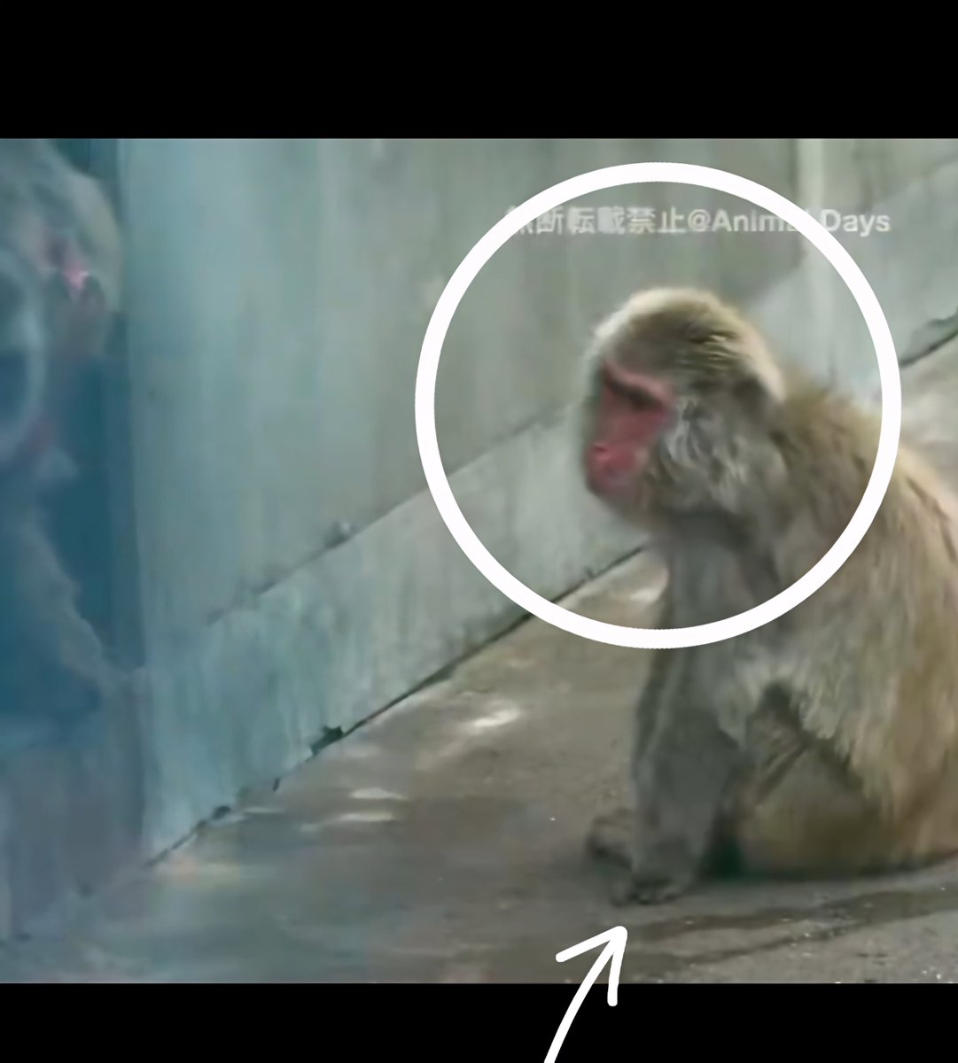 SarahReports7's tweet photo. Today at Ichikawa Zoo has been a bizarre day.

Punch was repeatedly prevented from going through the tunnel. It almost looked like some of the macaques had worked out what happens when Punch heads that way... there's food waiting at the end. Akira's son and Otome-chan were both near the tunnel at the same time making it intimidating for Punch to pass.

Call me crazy, but macaques are incredibly intelligent. They notice changes, routines, and what's going on around them. Despite everything, Punch still found time to play, but you can also see he's having to work hard to find his place in the troop.

Personally, I don't think Otome-chan will ever fully accept Punch, but that's just my opinion based on what I've observed.

The part that worries me most is that as Punch gets older, he's naturally going to become more confident and stand his ground. The difficult part is that he's on his own, while the rest of the troop have family and allies. If a serious conflict were ever to happen,
More so in adult years the troop members often back each other up, which is why his gradual integration is so important.

Every day is another step in Punch's journey, and we're all hoping he continues to grow in confidence while staying safe. ✨️🍀🐵
We're all rooting for you, little Punch. 🤎🧸🤎 
#Punch #PunchKun #IchikawaZoo #JapaneseMacaque #MonkeyMountain #Macaque #Primate #PrimateBehavior #MonkeyLife #ZooLife #AnimalBehavior #WildlifeEducation #AnimalLovers #MonkeyCommunity #GrowingUp #BabyMacaque #TroopLife #Conservation #Wildlife #PunchJourney 🐵💚 #Otomechan #samehistory #punchsbiggestchallenge
