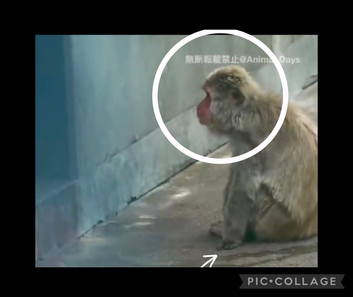SarahReports7's tweet photo. Today at Ichikawa Zoo has been a bizarre day.

Punch was repeatedly prevented from going through the tunnel. It almost looked like some of the macaques had worked out what happens when Punch heads that way... there's food waiting at the end. Akira's son and Otome-chan were both near the tunnel at the same time making it intimidating for Punch to pass.

Call me crazy, but macaques are incredibly intelligent. They notice changes, routines, and what's going on around them. Despite everything, Punch still found time to play, but you can also see he's having to work hard to find his place in the troop.

Personally, I don't think Otome-chan will ever fully accept Punch, but that's just my opinion based on what I've observed.

The part that worries me most is that as Punch gets older, he's naturally going to become more confident and stand his ground. The difficult part is that he's on his own, while the rest of the troop have family and allies. If a serious conflict were ever to happen,
More so in adult years the troop members often back each other up, which is why his gradual integration is so important.

Every day is another step in Punch's journey, and we're all hoping he continues to grow in confidence while staying safe. ✨️🍀🐵
We're all rooting for you, little Punch. 🤎🧸🤎 
#Punch #PunchKun #IchikawaZoo #JapaneseMacaque #MonkeyMountain #Macaque #Primate #PrimateBehavior #MonkeyLife #ZooLife #AnimalBehavior #WildlifeEducation #AnimalLovers #MonkeyCommunity #GrowingUp #BabyMacaque #TroopLife #Conservation #Wildlife #PunchJourney 🐵💚 #Otomechan #samehistory #punchsbiggestchallenge