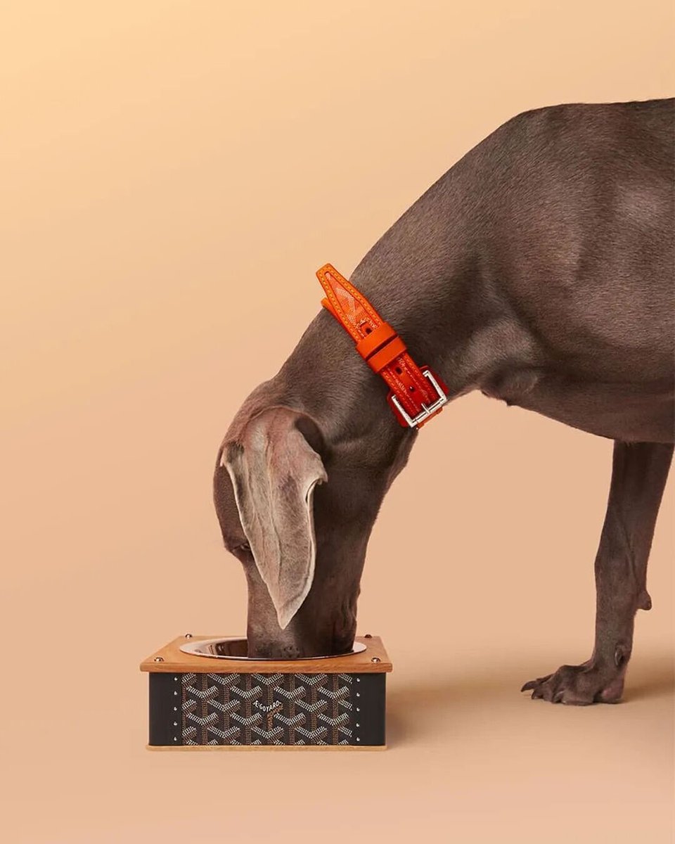 wecarrybags's tweet photo. Goyard has introduced pet accessories through its special order programme, including pieces in the new Polar Blue Goyardine canvas.

For a maison built on personalisation and exclusivity, luxury accessories for pets feel entirely on-brand.

#Goyard #LuxuryPets #Goyardine https://t.co/U925zb5MoL
