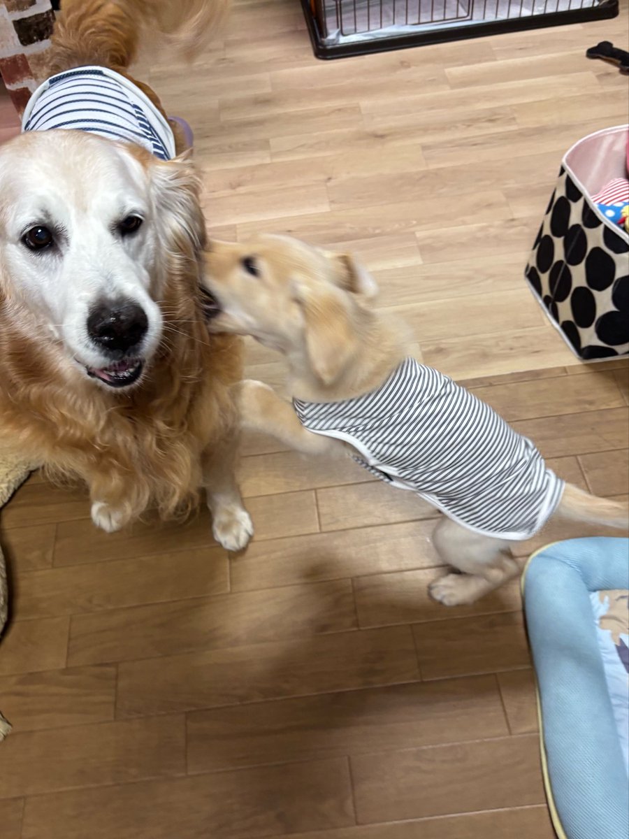 mumuGoldenRet's tweet photo. ご無沙汰中のご無沙汰をしております*ᴗ ᴗ)⁾⁾
11歳10ヶ月も大きな病気もなく無事に迎えたむぅちゃんですが、先日新しい家族が増えました૮⍝• ᴥ •⍝ა
2026.4.22生の男の子🐶
名前はジェル君ですฅ🐾
宜しくお願いします
久々の子育てに奮闘中のむぅちゃんチです♬✊🏻 ̖́- https://t.co/UtnxDdeHAv