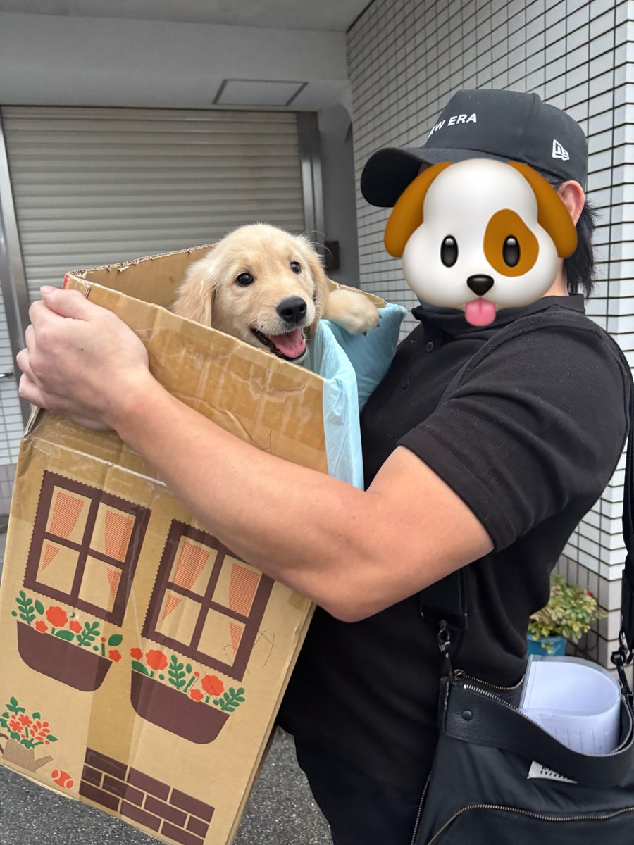 mumuGoldenRet's tweet photo. ご無沙汰中のご無沙汰をしております*ᴗ ᴗ)⁾⁾
11歳10ヶ月も大きな病気もなく無事に迎えたむぅちゃんですが、先日新しい家族が増えました૮⍝• ᴥ •⍝ა
2026.4.22生の男の子🐶
名前はジェル君ですฅ🐾
宜しくお願いします
久々の子育てに奮闘中のむぅちゃんチです♬✊🏻 ̖́- https://t.co/UtnxDdeHAv