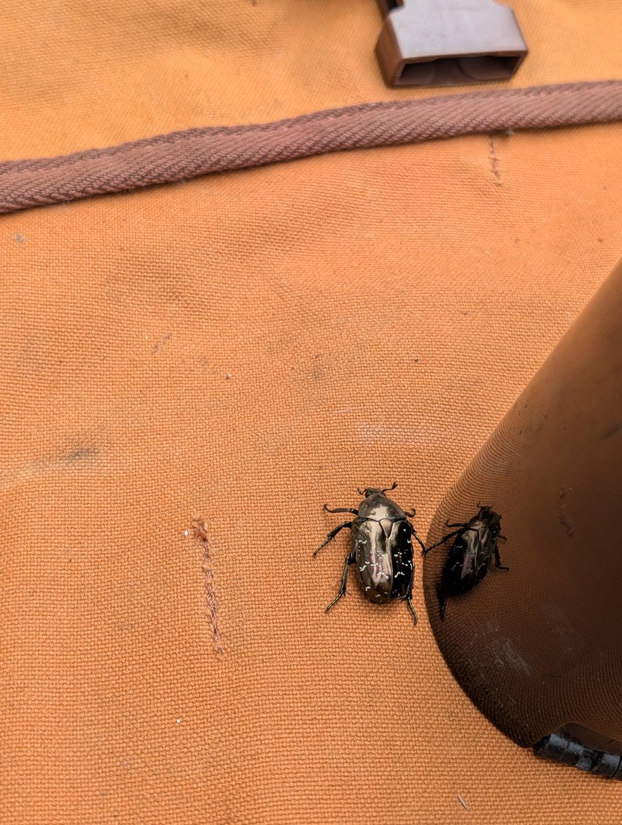echio77's tweet photo. 帰り支度してる最中にハナムグリ先生来客。
結局朝飯(人体実験)はキャンセルして吉牛のドラクエウォークコラボチャレンジに向かうも昼前に到着して案の定売り切れ。 https://t.co/ltlUXchI1d
