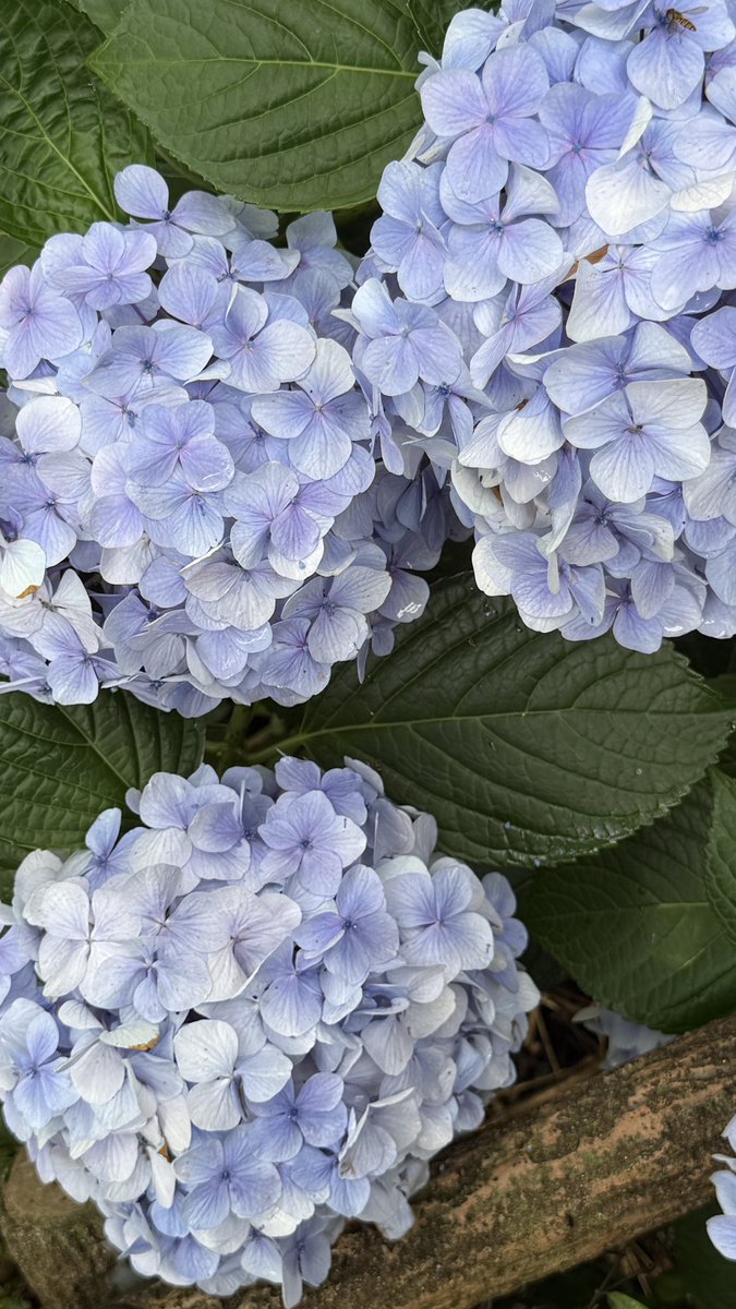 maromomo_'s tweet photo. お花の種類の中で紫陽花が1番好き͛💠 https://t.co/wIOOGcCVVM