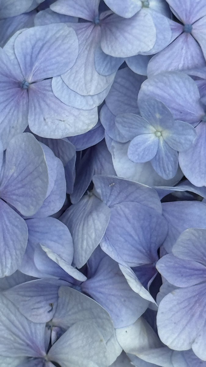 maromomo_'s tweet photo. お花の種類の中で紫陽花が1番好き͛💠 https://t.co/wIOOGcCVVM