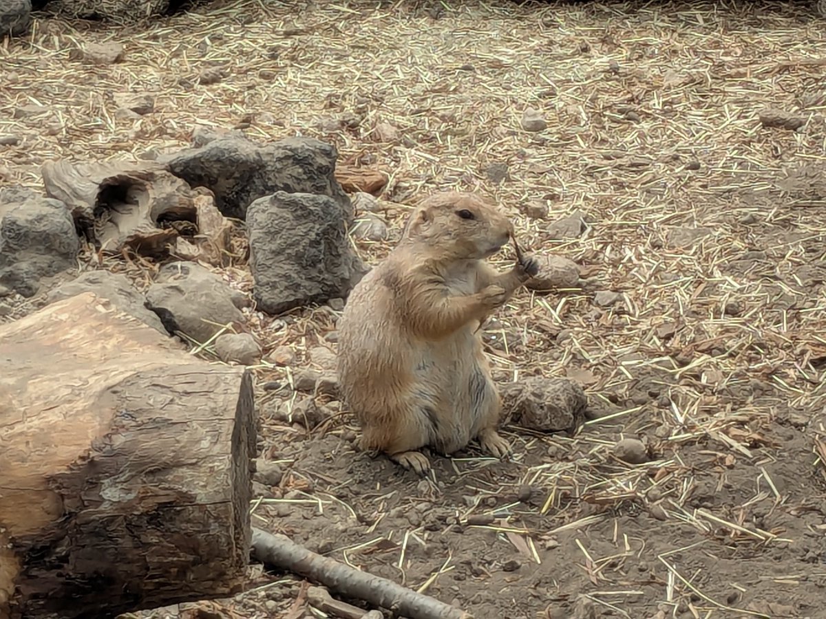 13km500's tweet photo. 動物園は遺構見物のついでのつもりだったけど、結構楽しかった。子供の頃以来だったからか想像以上に満足度が高い。 https://t.co/bVuQ0lJihD