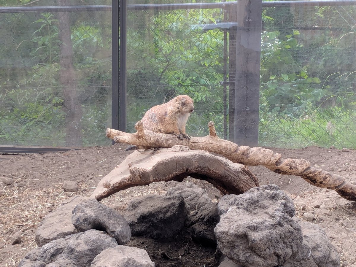 13km500's tweet photo. 動物園は遺構見物のついでのつもりだったけど、結構楽しかった。子供の頃以来だったからか想像以上に満足度が高い。 https://t.co/bVuQ0lJihD
