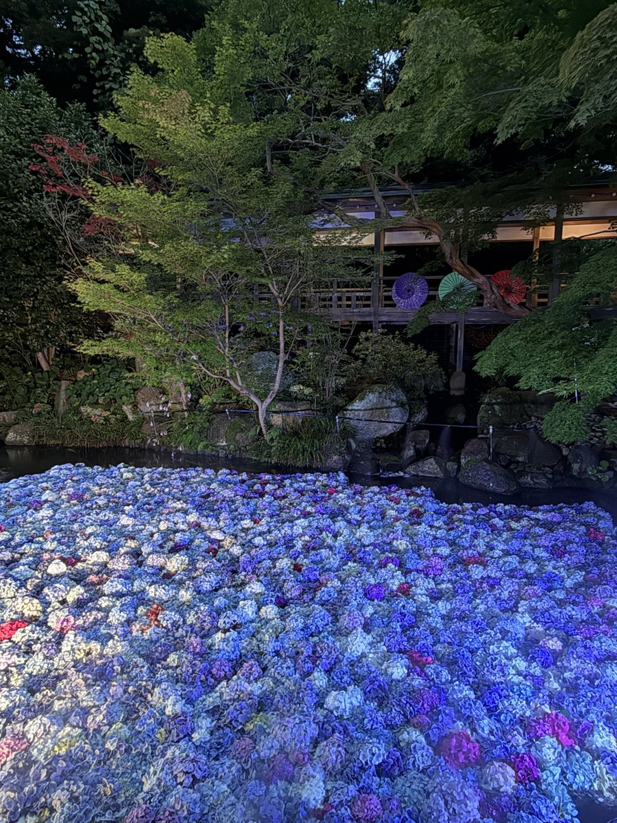 mtkszm's tweet photo. あじさい祭りへ行ってきた https://t.co/uTTVSawLCf