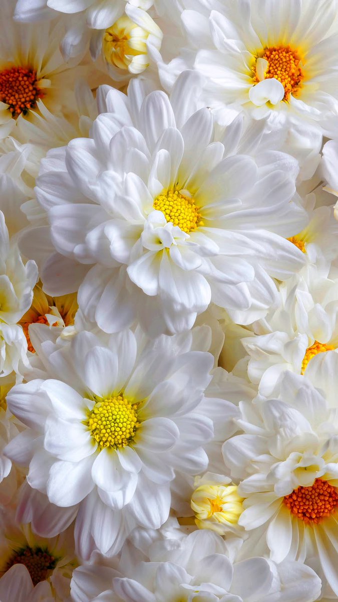 inspirativeking's tweet photo. A cloud of white petals with golden hearts, soft enough to fall asleep on. https://t.co/1YQ0L0b7dM