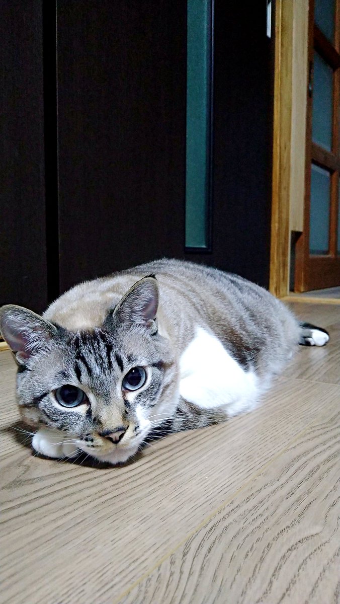 KareMomi's tweet photo. 早く梅雨明けないかにゃー https://t.co/p8opMCY1fc