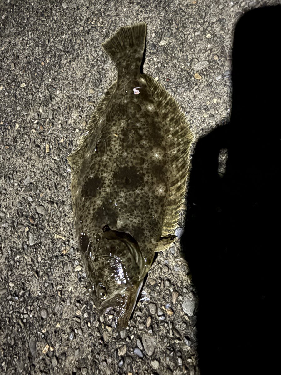 ABchili_'s tweet photo. 昨日の釣りエイ当たって
20分くらい戦ったのめっちゃ楽しかったなー

あの引き最高すぎ

あとカレイ連れたのがびっくり
いてると思わなかった https://t.co/rxoGmaz2kK