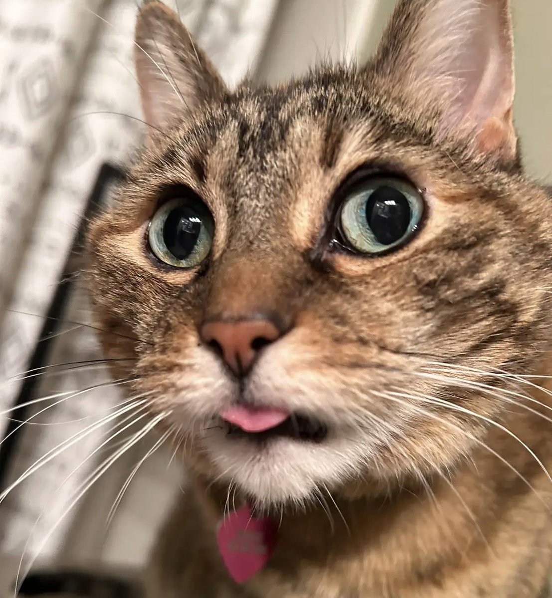 JohnnyStalker0's tweet photo. His tongue…like cats. https://t.co/JaUq7qKmms