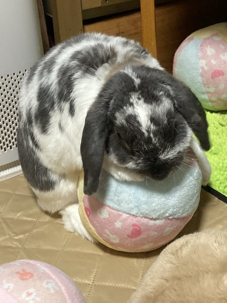 bunny