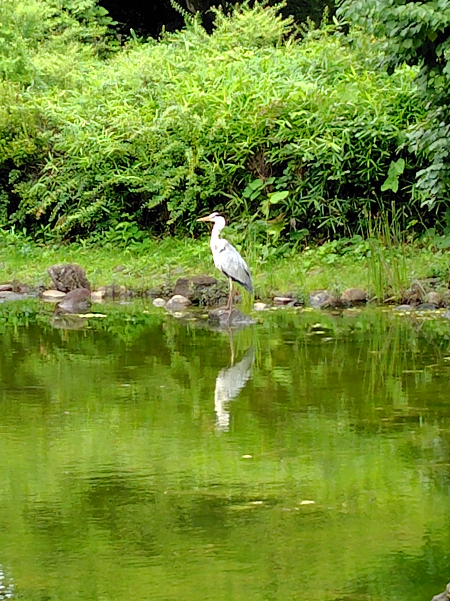M299684122's tweet photo. 昭和記念公園の池に雰囲気のある鳥さん（サギ？）がいて眼福でした。高湿に負けずに出かけてよかった😊 https://t.co/HrjSSHUoTh