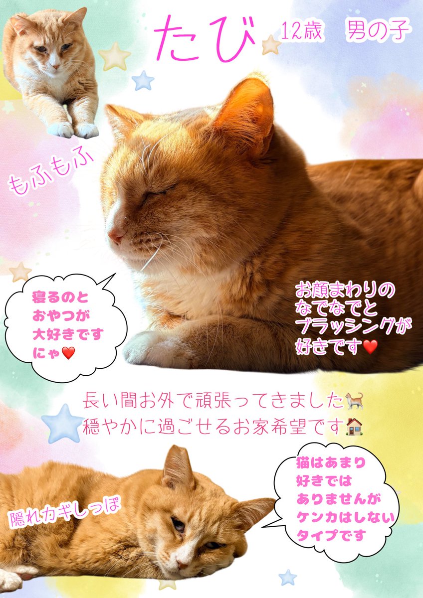 nishi_neko_help's tweet photo. 今日はたびちゃんです🐈💕

長い間お外で頑張ってきました✨
預かり宅に来て約5か月🌸

まだほんのちょっとだけ人が怖い気持ちはありますが
なでなでされるとゴロゴロご機嫌に🥰
ブラッシングも大好きです✨

ぜひ紹介ポスターもご覧ください🍀

#保護猫 #西東京市 #地域猫の会　#預かりボランティア https://t.co/kHqUt6wnkP