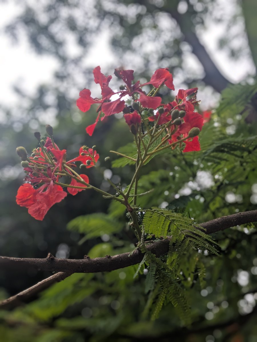 kuntalabnaik's tweet photo. Good memories..#flower #redflower https://t.co/9bH2uI7Lbw